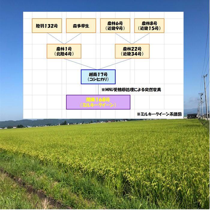 送料込み 令和５年産 会津 ミルキークイーン 白米 5kg × ４袋 20kg 九州沖縄別途送料 米 お米 当店一番人気｜kome-aizu｜05