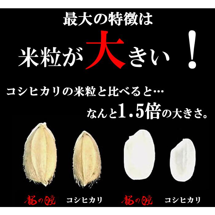 龍の瞳 10kg (5kg×2袋) 令和6年産 送料無料 (一部地域除く 龍の瞳 10kg (5kg×2袋) 令和6年産 送料無料 (一部地域除く