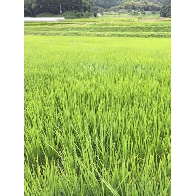ヒノヒカリ 九州熊本のお米 除草剤 化学肥料不使用 EM農法特別 ヒノヒカリ 九州熊本のお米 除草剤 化学肥料不使用 EM農法特別