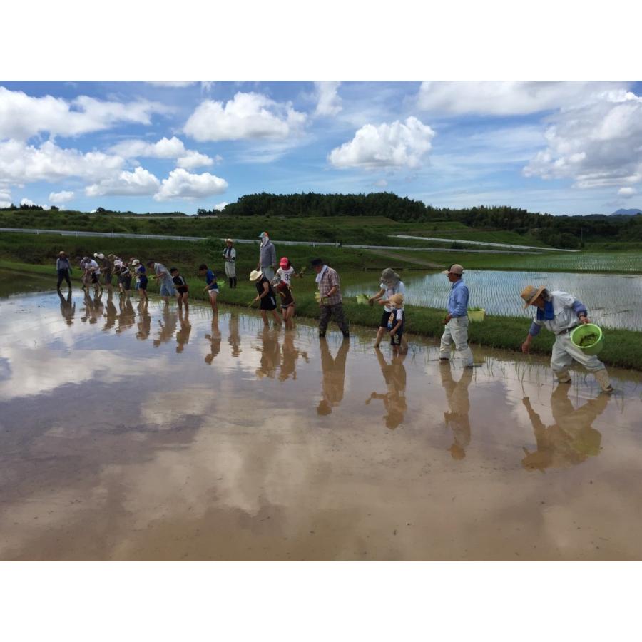 ヒノヒカリ 九州熊本の米 除草剤 化学肥料不使用 EM農法特別栽培米