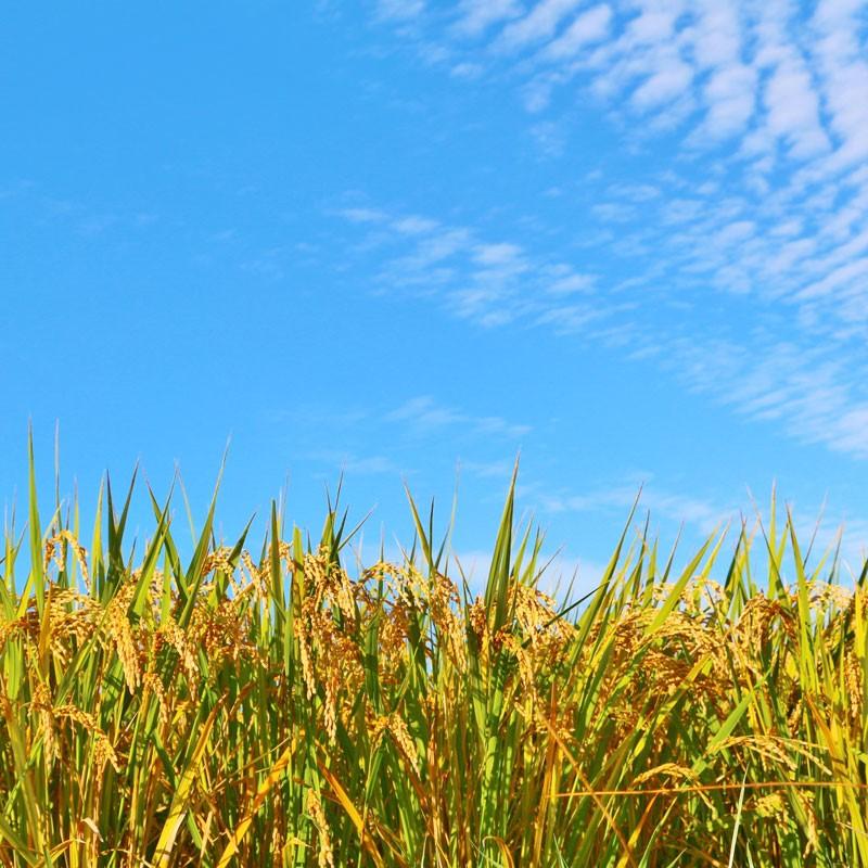 米 ギフト イラストサイコロ 祝 御祝 さくら 春 めでたい お祝い 319 米のあおき 通販 Yahoo ショッピング