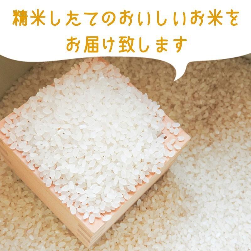 新米 コシヒカリ 白米 5kg 令和５年産 新米 茨城県産  おいしい 米 お米｜komenoaoki｜04