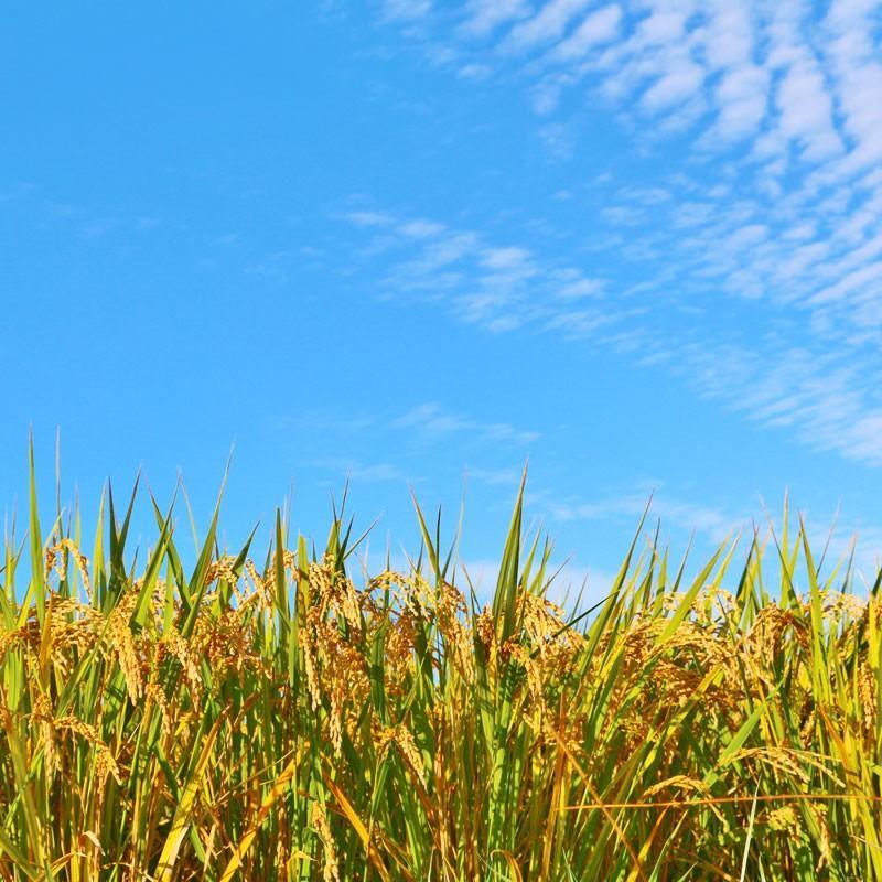 粗品 挨拶 米 オリジナル メッセージ 爆買 アニバーサリー ノベルティ 急ぎ 引越し 御礼 御祝 卒園 退団 周年 母の会 父母会 感謝 自治会 敬老会 町内会 PTA | コシヒカリ | 18