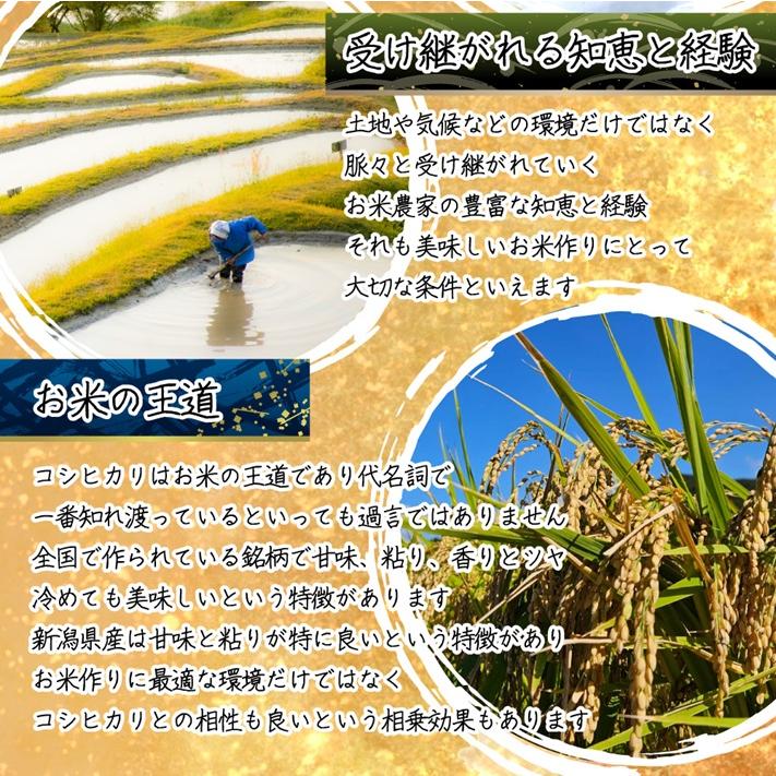 コシヒカリ 米 新潟県 令和7年 10kg 新潟県天水田 白米10kg （5kg×2