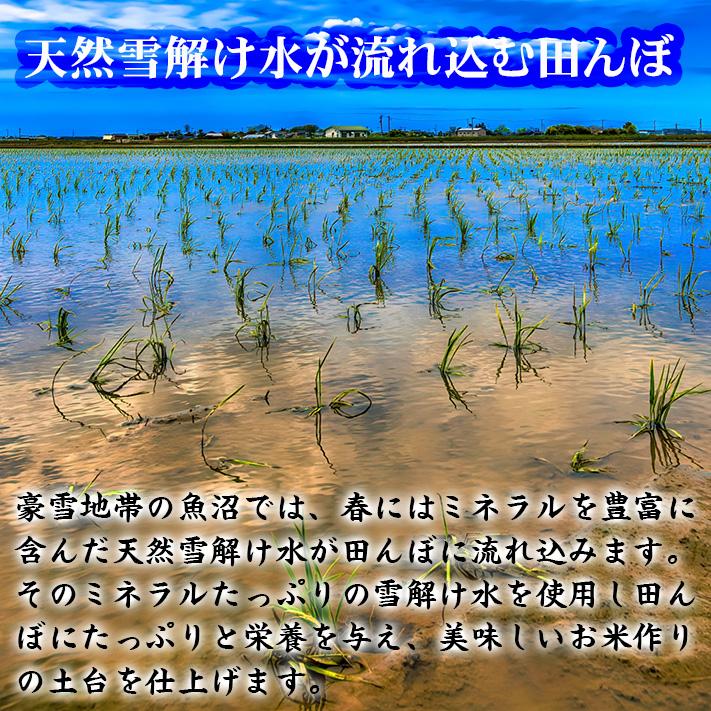 米 新潟魚沼産 コシヒカリ 令和7年産 お米 10kg 「別格」 白米10kg（5kg×2） 令和7年 有機質肥料栽培米 新潟県魚沼産コシヒカリ | コシヒカリ | 06