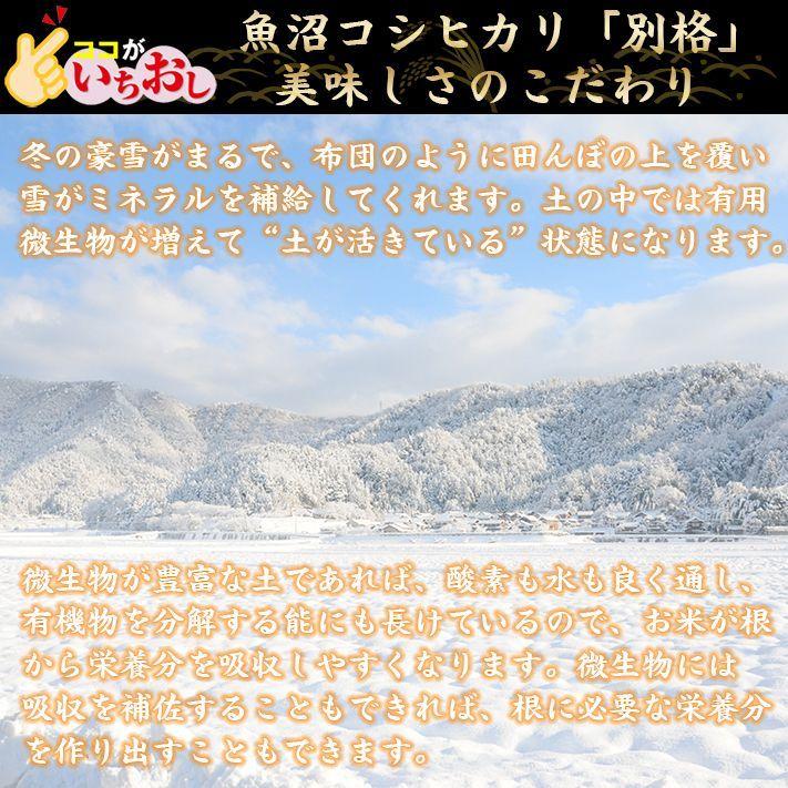 米 令和5年 お米 10kg 新潟県魚沼産コシヒカリ 「別格」 白米10kg（5kg×2） 令和５年産米 有機質肥料栽培米 ｜ 米 おこめ お米 10kg 白米｜komenouka｜15