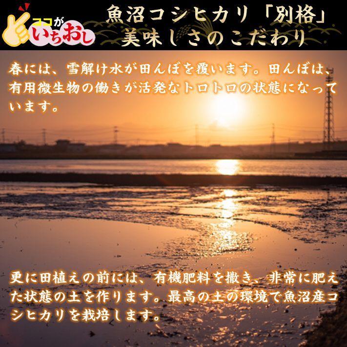 米 令和5年 お米 10kg 新潟県魚沼産コシヒカリ 「別格」 白米10kg（5kg×2） 令和５年産米 有機質肥料栽培米 ｜ 米 おこめ お米 10kg 白米｜komenouka｜16