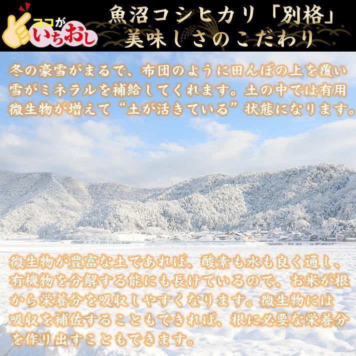お米 送料無料 新潟県魚沼産コシヒカリ 「別格」 白米5kg 令和4年産新米 有機質肥料栽培米 | 米 おこめ お米 5kg 白米 送料無料|komenouka|04
