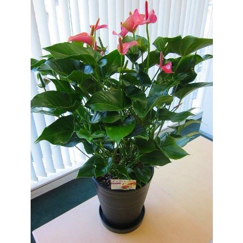 アンスリウム（アンスリューム）ピンク 10号鉢（尺鉢）四季咲きで花持ちが良く涼しげでギフトとして大変喜ば