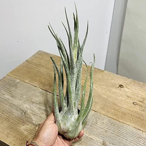 ベビーグッズも大集合 おしゃれ セレリアナhb エアープランツ チランジア 観葉植物 観葉植物 qhema Com