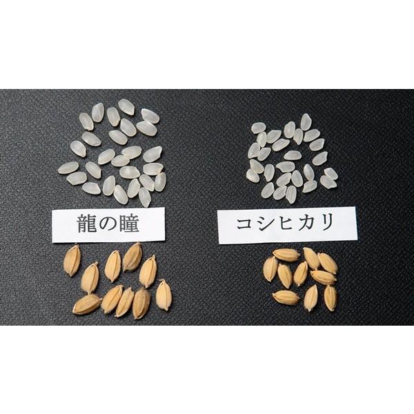 米 令和7年度産 岐阜県産 龍の瞳(いのちの壱) 500g : お米の米久