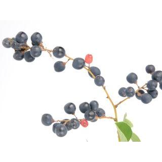 小さな樹の盆栽 クマヤナギ ７ ５ｃｍポット苗 コメリドットコム 通販 Paypayモール