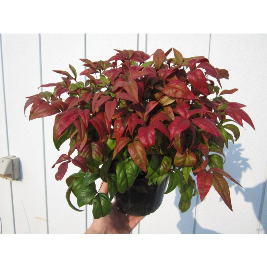 オタフクナンテン（お多福南天） 5本セット(ポットまたは根巻き