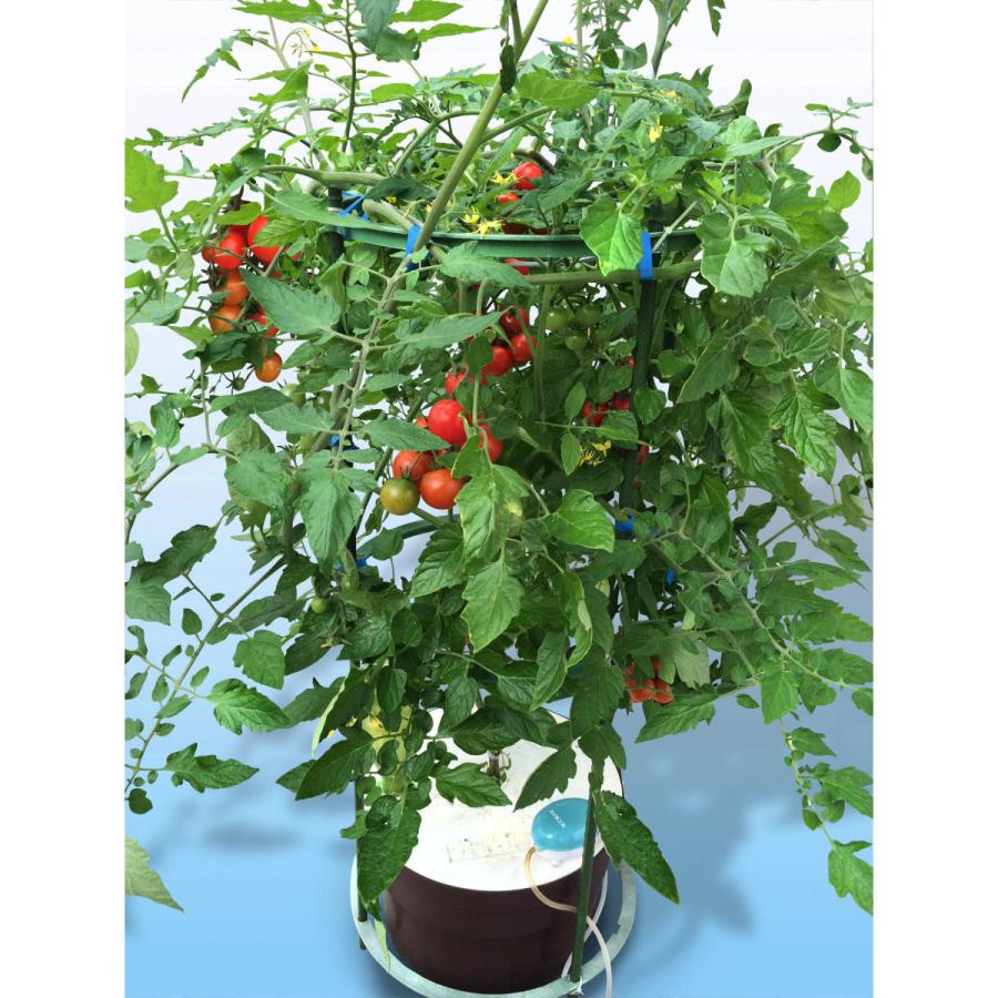 水耕栽培キット 通販 Paypayモール ホームハイポニカ ぷくぷく コメリドットコム 最新作 Nycunifest Com