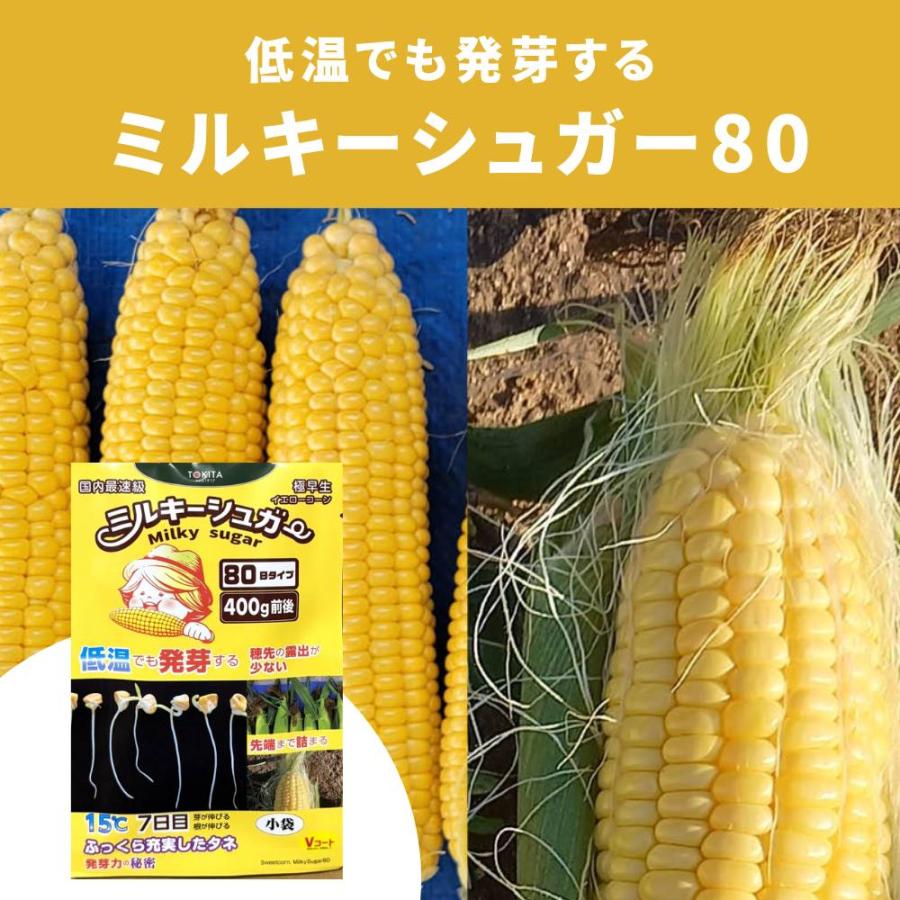 3袋以上でクーポン割引 ミルキーシュガー80 種 70粒 とうもろこし
