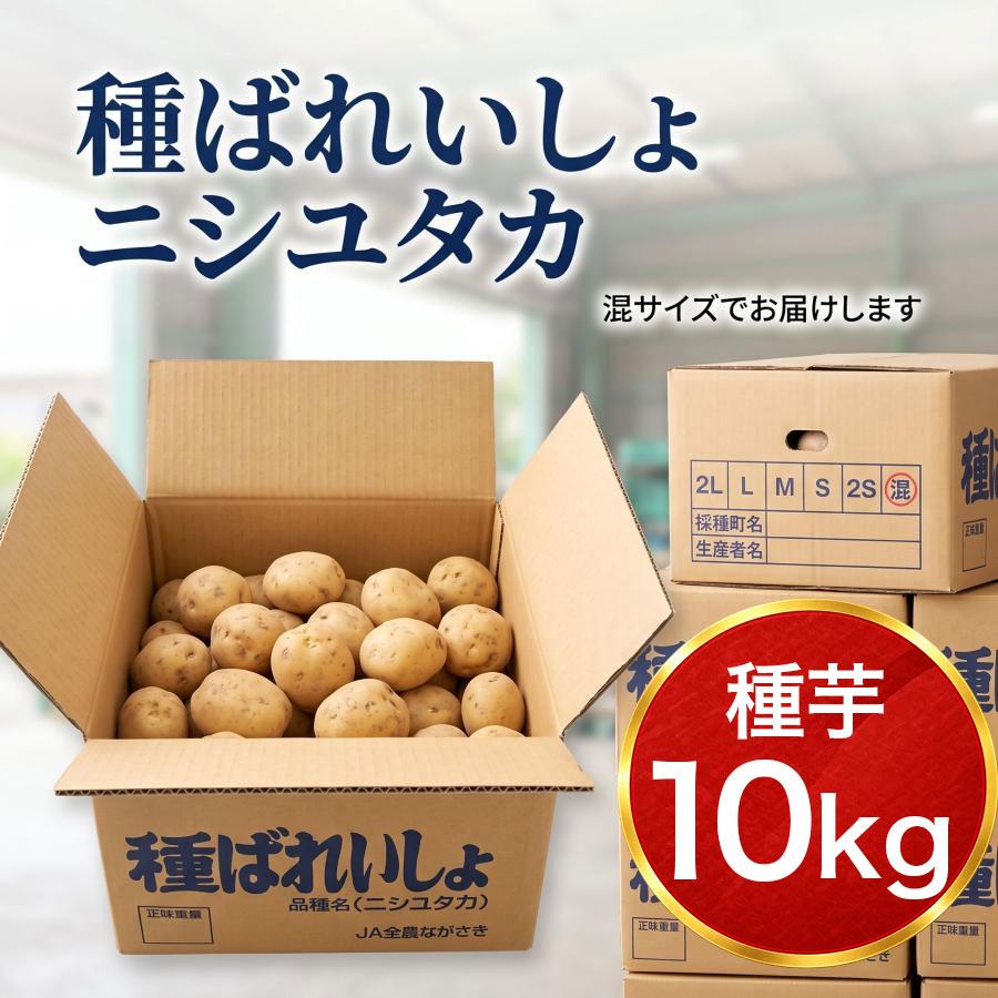 【農薬不使用】旨味！ニシユタカ 約10kg サイズ混合 訳あり 秋植え種芋にも！ ニシユタカ 種芋 秋植え 種いも 10kg 混玉 秋植え用 じゃがいも 栽培用