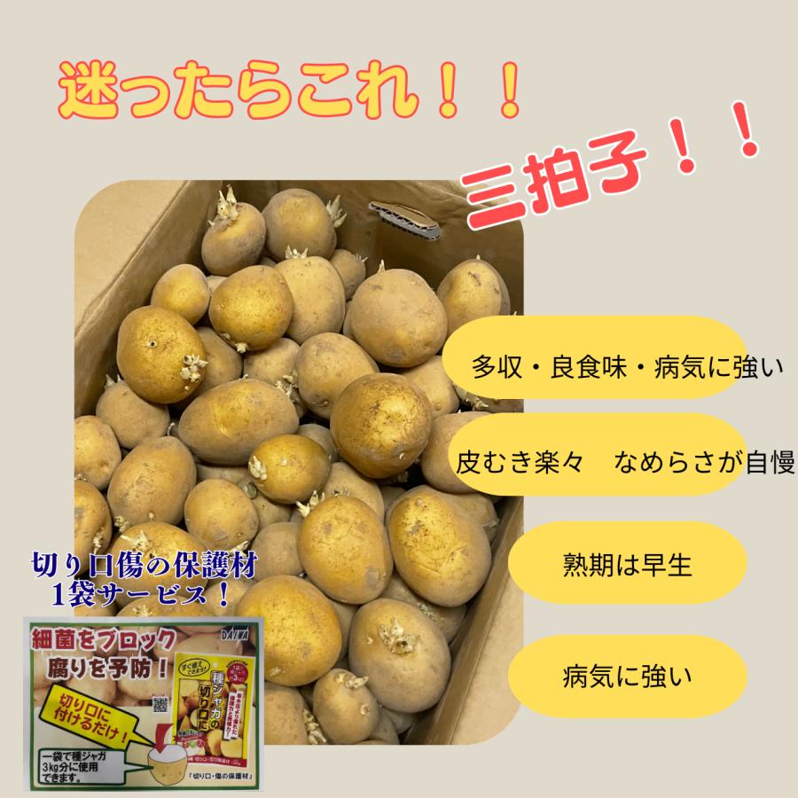 5Kg 種芋 アイマサリ 混玉 切り口保護材1袋添付サービス ジャガイモ