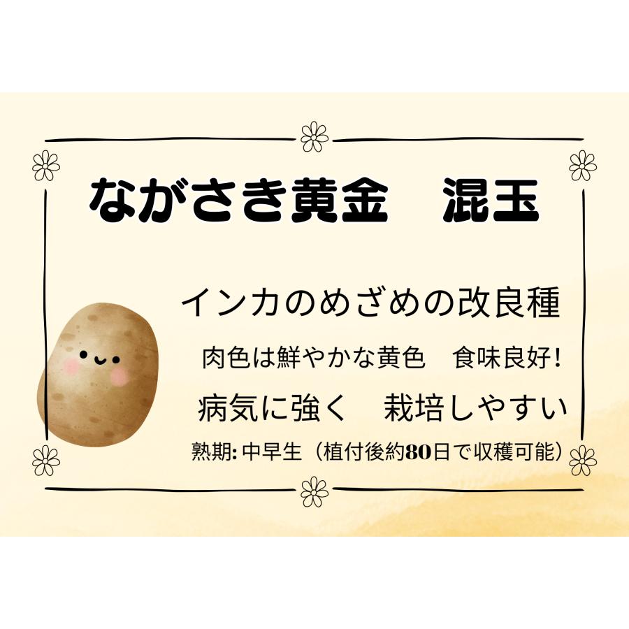 5Kg 種芋 ながさき黄金 混玉 ジャガイモ PVP じゃがいも 栽培用 秋