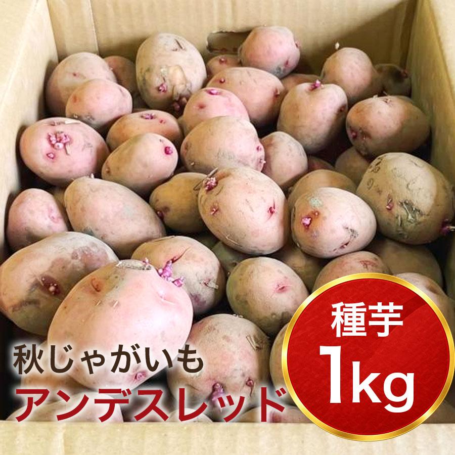 アンデスレッド 種芋 秋植え 1kg 混玉 ほくほく甘い 赤ジャガイモ 野菜