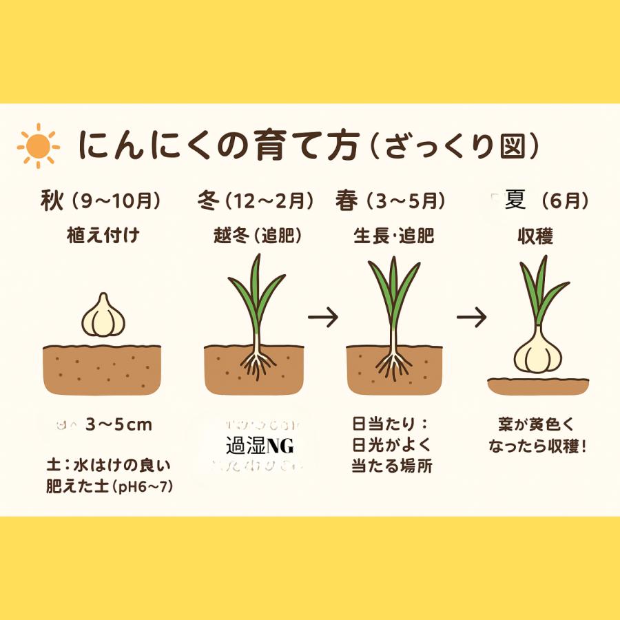 3袋以上でクーポン割引 2個入り にんにく 栽培用 国産ブランド