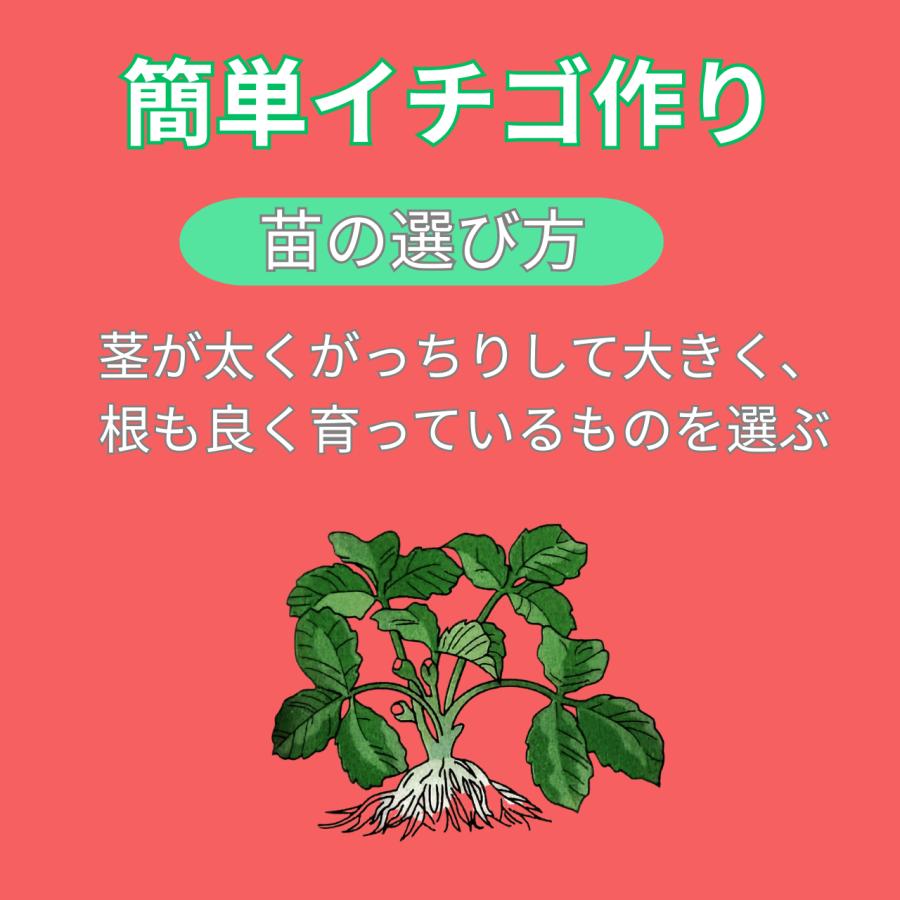 甘いイチゴができる肥料500g DAIWA リン酸の強化で実付きアップ
