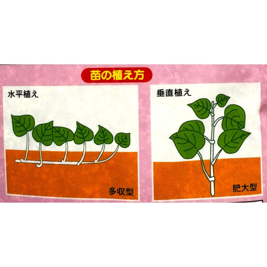 サツマイモさん専用 サツマイモ専用肥料 540g アミノール化学研究所 さつまいも 人気 有機