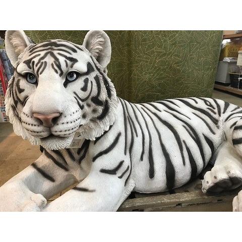 ホワイトタイガー 親のみ白トラ 座る K 0006 株式会社米三 通販 Yahoo ショッピング