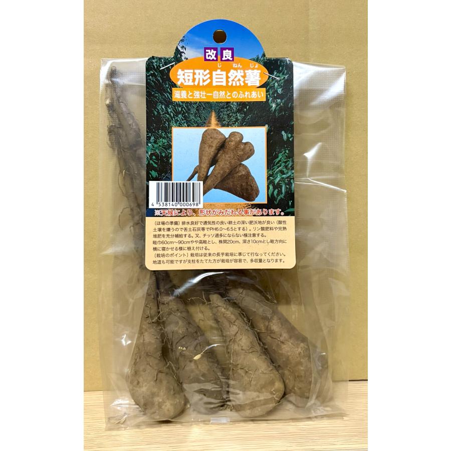 短形自然薯 種芋 4本入り 国産 とろろ用 送料無料 ギフト 新鮮 粘り強い 健康食 山芋 高級 販売 通販 家庭菜園（Yahoo!・株式会社米三）