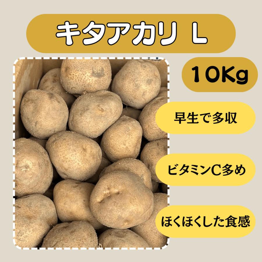 キタアカリ L 10kg 種芋 じゃがいも ジャガイモ 販売 家庭菜園 規格