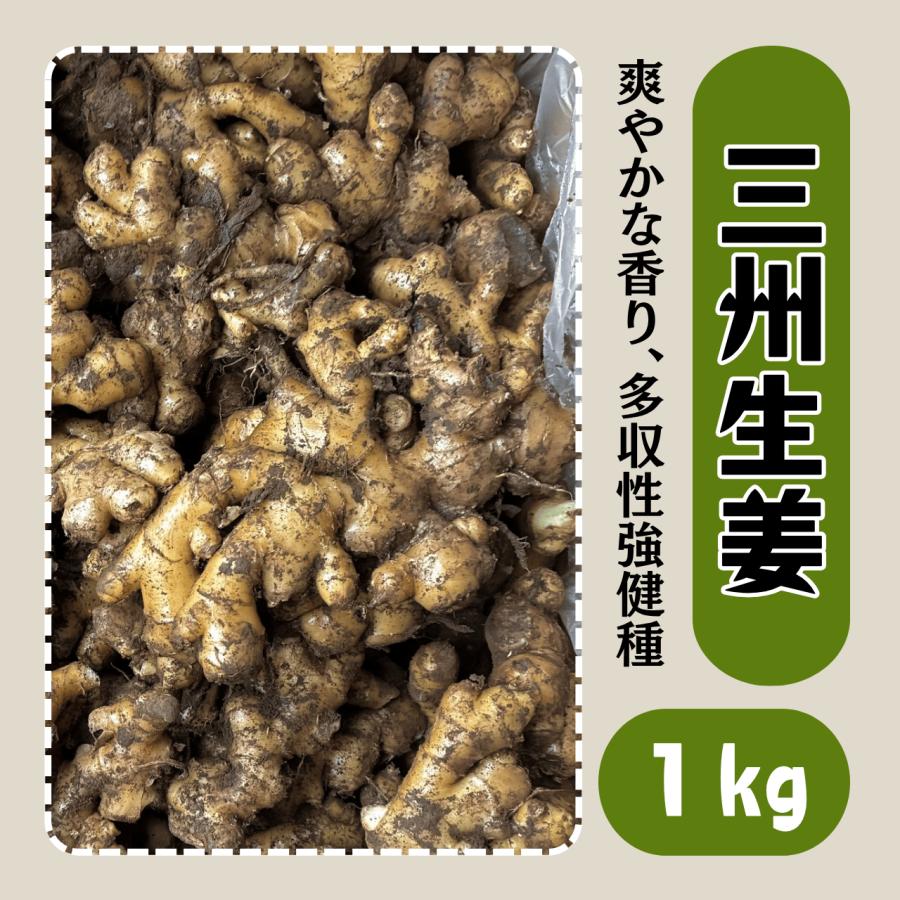 三州生姜 種生姜 1kg しょうが ショウガ 種 タネ 種芋 販売 通販 家庭菜園 初心者 植え付け 国産 送料無料 栽培 小生姜 こしょうが 葉生姜 ガリ（Yahoo!・株式会社米三）