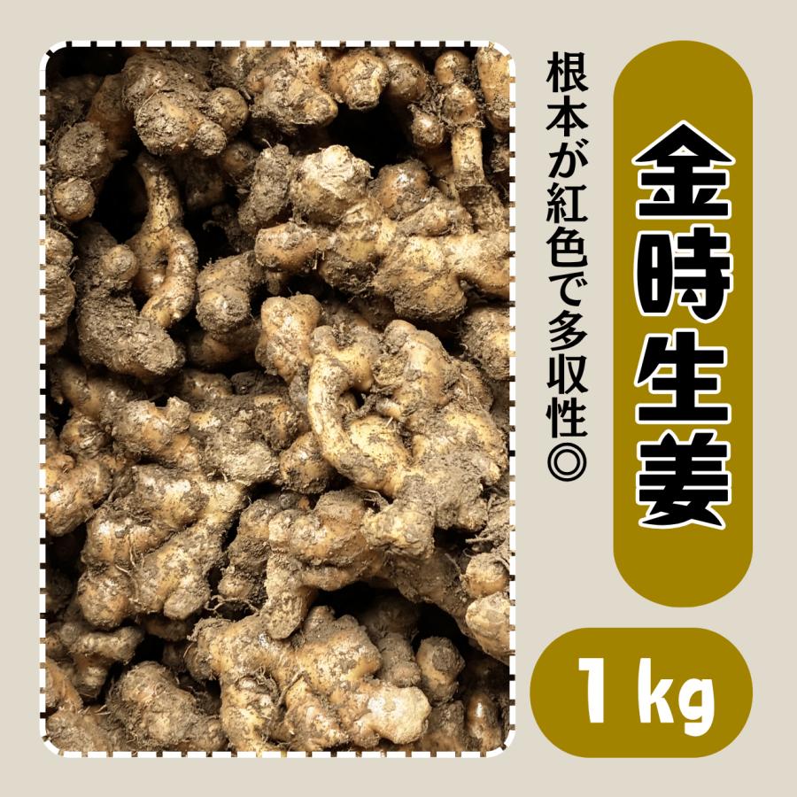 金時生姜 種生姜 1kg しょうが ショウガ 種芋 球根 販売 通販 おすすめ 良品 国産 家庭菜園 初心者 種 タネ（Yahoo!・株式会社米三）