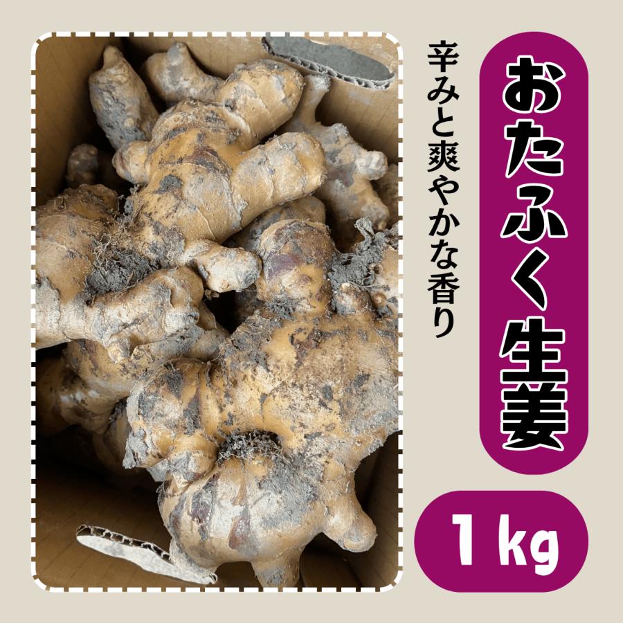 おたふく生姜  種生姜 1kg しょうが ショウガ 大生姜 タネ 種芋 球根 販売 通販 家庭菜園 初心者 ガリ 送料無料 栽培 国産（Yahoo!・株式会社米三）