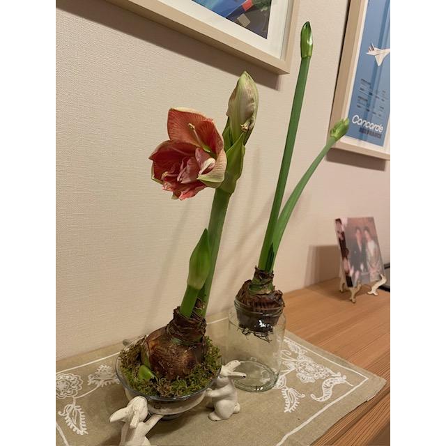 水のいらないマジックアマリリス 球根 1球 マジックアマリリス 土も