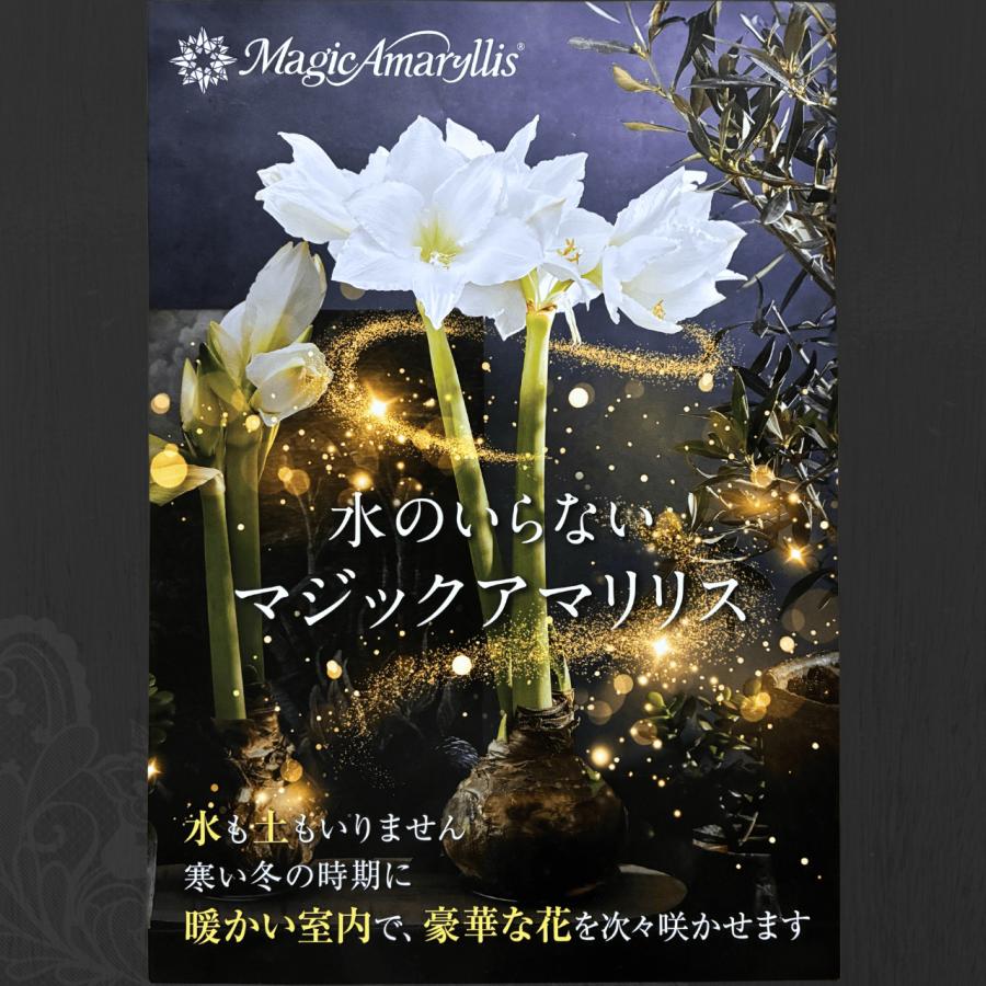水のいらないマジックアマリリス 球根 1球 : 株式会社米三 - 通販