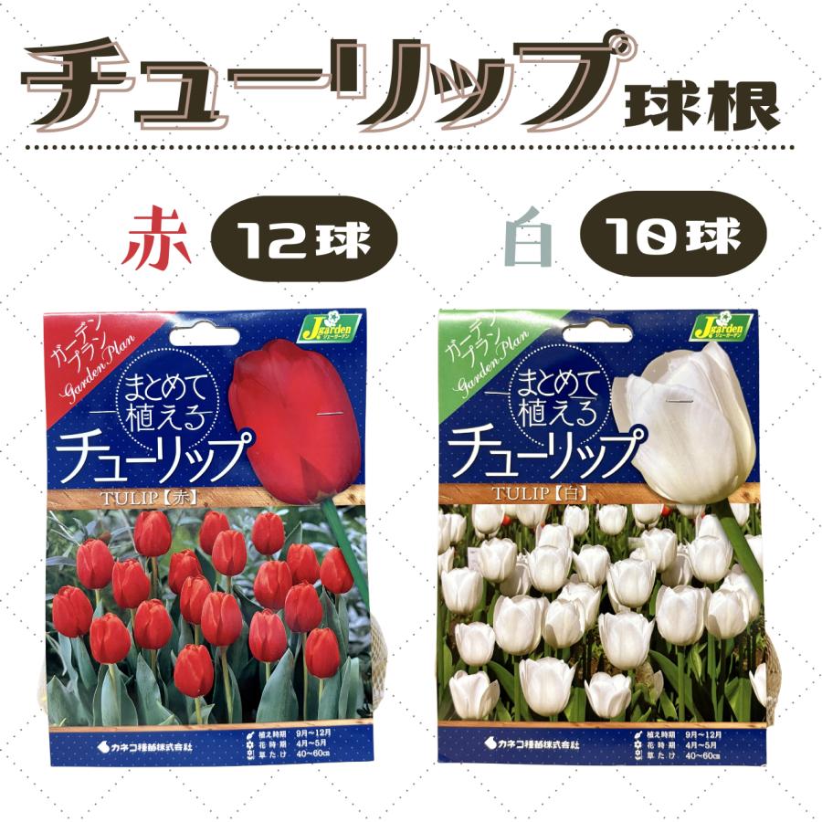 チューリップ球根 2色セット : 株式会社米三 - 通販 - Yahoo!ショッピング