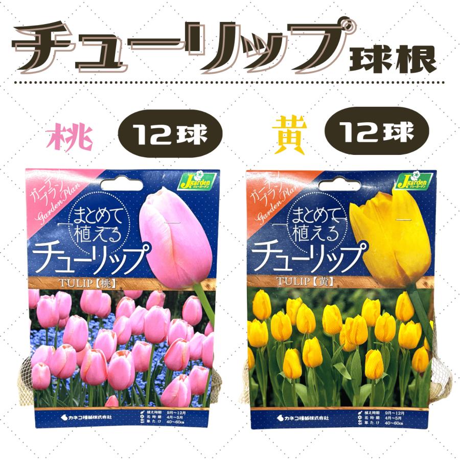 チューリップ球根 2色セット : 株式会社米三 - 通販 - Yahoo!ショッピング