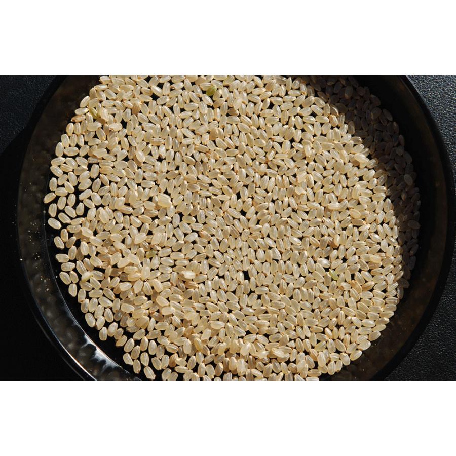 新之助（しんのすけ） 【7年産】玄米 20kg(5kg×4袋) 新潟 : 米せん