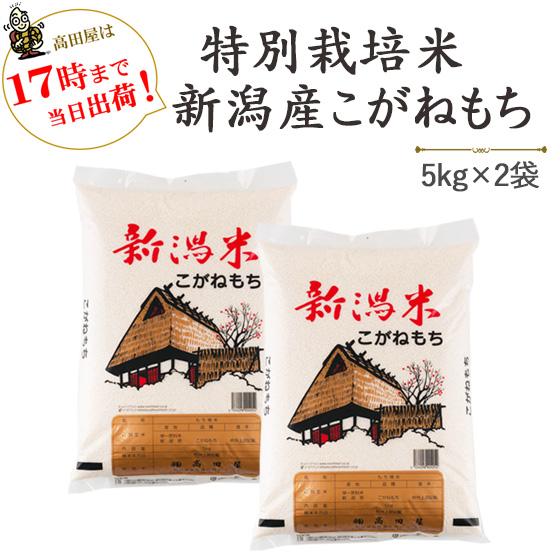こがねもち 令和7年産 もち米10kg 特別栽培米新潟産こがねもち 5kg×2