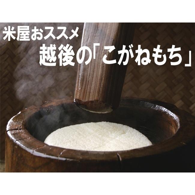 こがねもち 令和7年産 もち米10kg 特別栽培米新潟産こがねもち 5kg×2