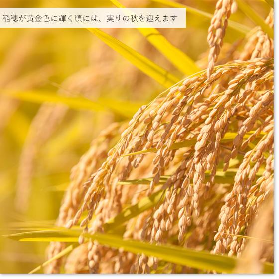 ミルキークイーン 令和7年産 お米 白米 10kg 特別栽培米 新潟産