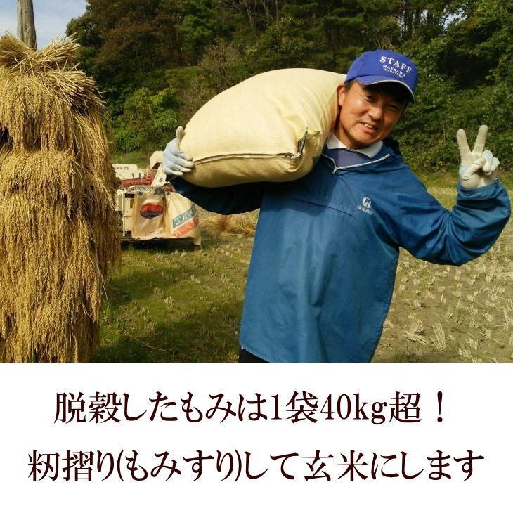 米　店長のひとめぼれ　10kg　【定期購入】　送料無料　米屋ふくち店長が作ったお米　白米　玄米もOK　10キロ　天日乾燥　天日干し　発送日当日精米｜komeyafukuchi｜15