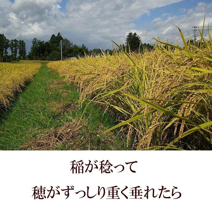 米　天日干し　店長が作ったお米　ササニシキ　5kg　白米　玄米もOK　令和5年産米　送料無料　5キロ　天日乾燥　岩手県産　発送日当日精米｜komeyafukuchi｜09