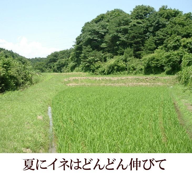 ひとめぼれ 米 天日干し 玄米 30kg 白米にすると27kg 令和7年産米 岩手
