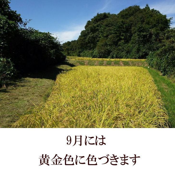 ひとめぼれ 米 天日干し 玄米 30kg 白米にすると27kg 令和7年産米 岩手