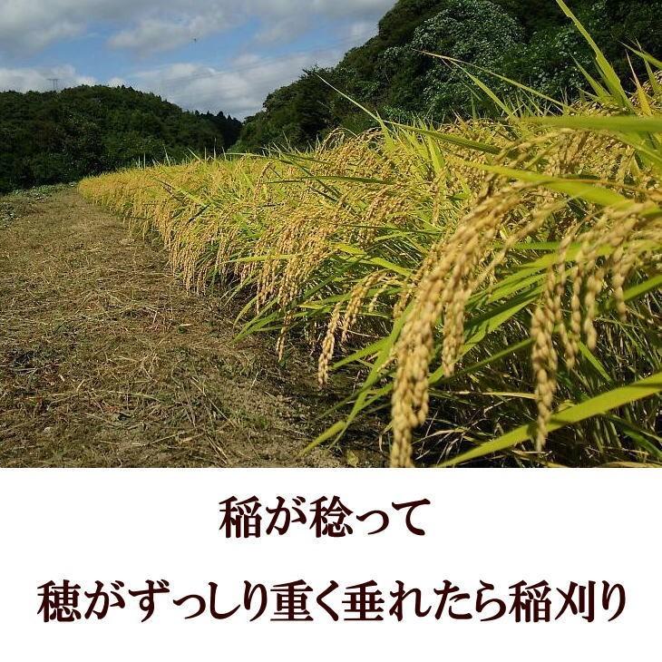 米　天日干し　ササニシキ　白米　10kg　送料無料　分づき可能　岩手県産　令和5年産米　10キロ　発送日当日精米　お米アレルギー対策にも｜komeyafukuchi｜07