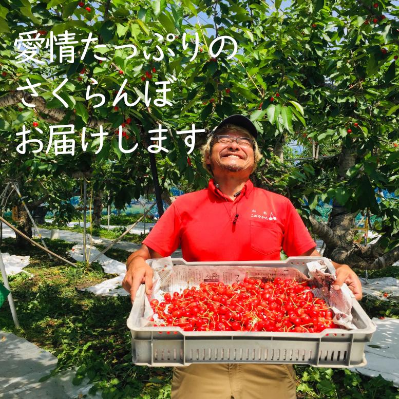 2026】 山形産さくらんぼ 朝摘み 大粒 佐藤錦 バラ詰め450g×2贈答用