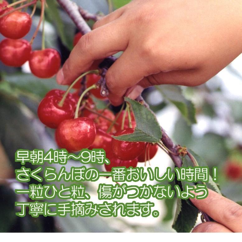 2026】 山形産さくらんぼ 朝摘み 大粒 佐藤錦 バラ詰め450g×2贈答用
