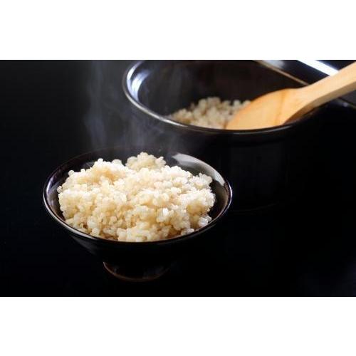コシヒカリ 完売御礼無農薬玄米 5kg 令和7年産 無農薬 玄米 米 お米 5 