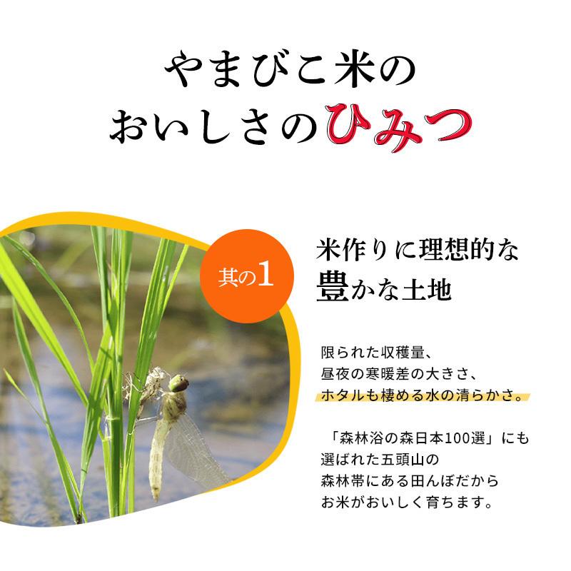 米 10kg 新潟産コシヒカリ 令和5年 お米 新潟 こしひかり 美味しいお米 5kg×2 送料無料 あすつく 高級米 金賞受賞米 やまびこ米 のし｜komeyakatagiri｜03