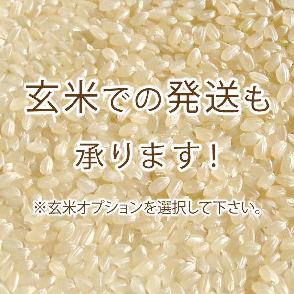 こしいぶき 新潟県産 （ 令和7年産 ） 10kg （5kg×2袋） 【 送料無料